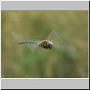 Aeshna mixta - Herbst-Mosaikjungfer m08.jpg